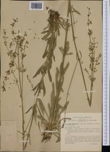 Silene otites (L.) Wibel, Western Europe (EUR) (Italy)