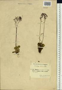 Micranthes calycina (Sternb.) Gornall & H.Ohba, Siberia, Chukotka & Kamchatka (S7) (Russia)