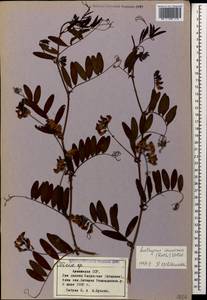 Lathyrus incurvus (Roth)Willd., Caucasus, Armenia (K5) (Armenia)