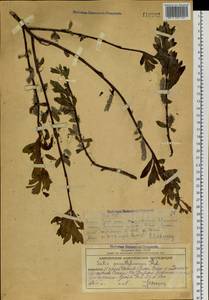 Salix pulchra subsp. parallelinervis (Flod.) A. K. Skvortsov, Siberia, Chukotka & Kamchatka (S7) (Russia)