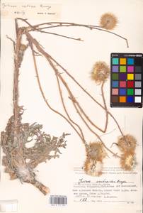Jurinea cretacea Bunge, Eastern Europe, Lower Volga region (E9) (Russia)