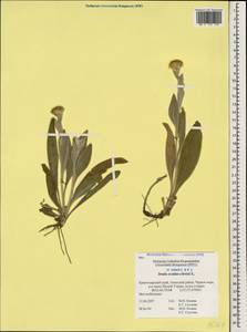 Pentanema oculus-christi (L.) D. Gut. Larr., Santos-Vicente, Anderb., E. Rico & M. M. Mart. Ort., Caucasus, Black Sea Shore (from Novorossiysk to Adler) (K3) (Russia)