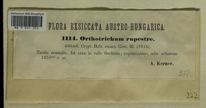 Lewinskya rupestris (Schleich. ex Schwägr.) F. Lara, Garilleti & Goffinet, Bryophytes, Bryophytes - Western Europe (BEu) (Austria)