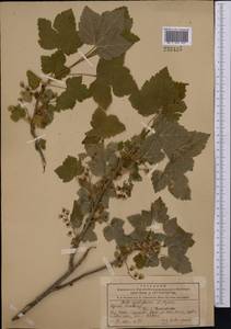Ribes meyeri, Middle Asia, Northern & Central Tian Shan (M4) (Kyrgyzstan)