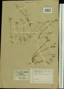 Alyssum turkestanicum Regel & Schmalh. ex Regel, Eastern Europe, South Ukrainian region (E12) (Ukraine)