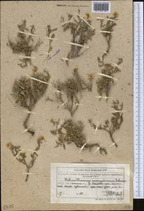 Helianthemum songaricum Schrenk, Middle Asia, Northern & Central Tian Shan (M4) (Kazakhstan)