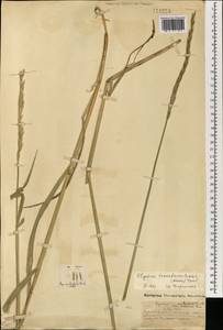 Elymus mutabilis (Drobow) Tzvelev, Mongolia (MONG) (Mongolia)
