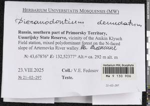 Dicranodontium denudatum (Brid.) E. Britton, Bryophytes, Bryophytes - Russian Far East (excl. Chukotka & Kamchatka) (B20) (Russia)