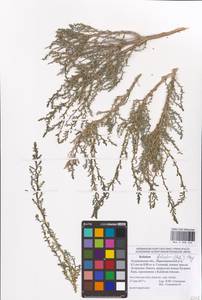 Kalidium foliatum (Pall.) Moq., Eastern Europe, Lower Volga region (E9) (Russia)