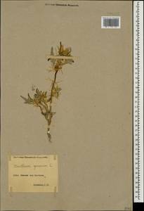 Xanthium spinosum L., Caucasus, Armenia (K5) (Armenia)