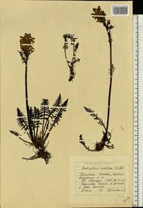 Pedicularis sudetica Willd., Eastern Europe, Eastern region (E10) (Russia)