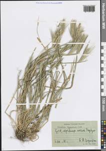 Hordeum murinum subsp. leporinum (Link) Arcang., Caucasus, Georgia (K4) (Georgia)