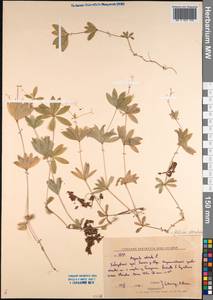 Galium odoratum (L.) Scop., Siberia, Russian Far East (S6) (Russia)