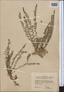 Astragalus syreitschikovii Pavlov, Middle Asia, Western Tian Shan & Karatau (M3) (Uzbekistan)