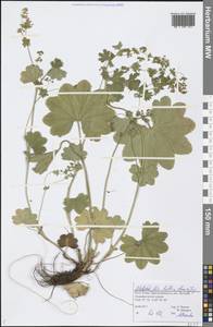 Alchemilla baltica Sam. ex Juz., Eastern Europe, Northern region (E1) (Russia)