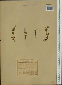 Epilobium palustre L., Eastern Europe, Northern region (E1) (Russia)