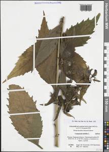 Campanula latifolia L., Eastern Europe, North-Western region (E2) (Russia)