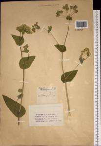 Bupleurum aureum Fisch., Siberia, Altai & Sayany Mountains (S2) (Russia)