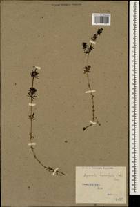 Galium humifusum M.Bieb., Caucasus, Stavropol Krai, Karachay-Cherkessia & Kabardino-Balkaria (K1b) (Russia)