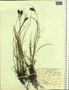 Carex eleusinoides Turcz. ex Kunth, Siberia, Yakutia (S5) (Russia)