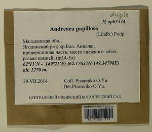 Andreaea rupestris var. papillosa (Lindb.) Podp., Bryophytes, Bryophytes - Chukotka & Kamchatka (B21) (Russia)