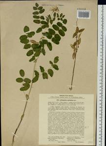 Astragalus frigidus (L.) A.Gray, Siberia, Baikal & Transbaikal region (S4) (Russia)