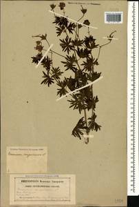 Geranium sanguineum L., Caucasus, North Ossetia, Ingushetia & Chechnya (K1c) (Russia)