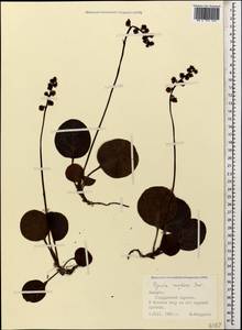 Pyrola media Sw., Caucasus, Georgia (K4) (Georgia)