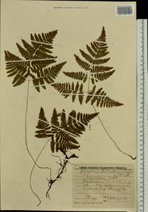 Gymnocarpium robertianum (Hoffm.) Newman, Eastern Europe, Middle Volga region (E8) (Russia)
