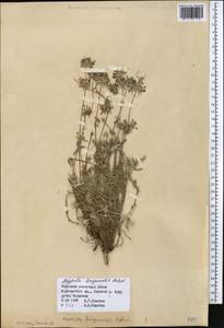 Asperula glomerata subsp. pamirica (Pobed.) Ehrend. & Schönb.-Tem., Middle Asia, Northern & Central Tian Shan (M4) (Kyrgyzstan)