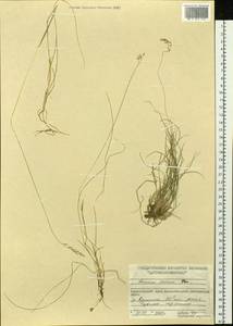 Limnas stelleri Trin., Siberia, Central Siberia (S3) (Russia)