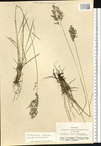 Deschampsia cespitosa subsp. cespitosa, Siberia, Altai & Sayany Mountains (S2) (Russia)