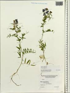 Vicia cracca L., Siberia, Baikal & Transbaikal region (S4) (Russia)