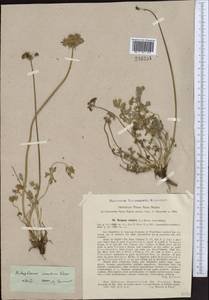 Lomatocarpa albomarginata (Schrenk) Pimenov & Lavrova, Middle Asia, Northern & Central Tian Shan (M4) (Kyrgyzstan)