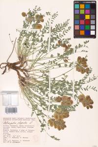 Astragalus physodes L., Eastern Europe, Lower Volga region (E9) (Russia)