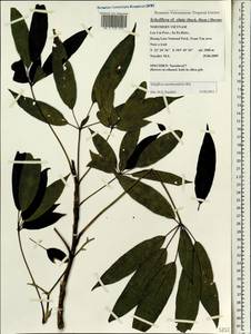 Heptapleurum membranifolium (Bui) G. M. Plunkett & Lowry, South Asia, South Asia (Asia outside ex-Soviet states and Mongolia) (ASIA) (Vietnam)