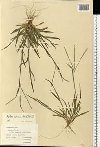 Digitaria ischaemum (Schreb.) Muhl., Eastern Europe, Central region (E4) (Russia)