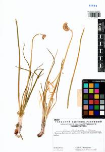 Allium burjaticum N.Friesen, Siberia, Baikal & Transbaikal region (S4) (Russia)