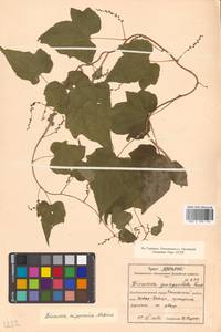 Dioscorea nipponica Makino, Siberia, Russian Far East (S6) (Russia)