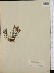 Chaenorhinum origanifolium (L.) Fourr., Western Europe (EUR) (Spain)