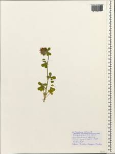 Trifolium hirtum All., Caucasus, Black Sea Shore (from Novorossiysk to Adler) (K3) (Russia)