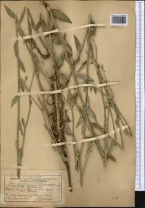 Chondrilla latifolia M. Bieb., Middle Asia, Northern & Central Tian Shan (M4) (Kyrgyzstan)