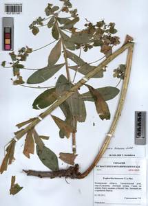 KUZ 001 541, Euphorbia pilosa L., Siberia, Altai & Sayany Mountains (S2) (Russia)