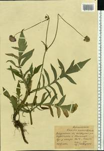 Knautia arvensis (L.) Coult., Eastern Europe, West Ukrainian region (E13) (Ukraine)