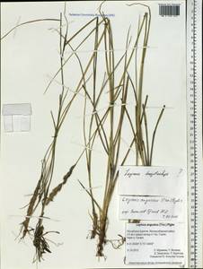 Leymus angustus (Trin.) Pilg., Siberia, Baikal & Transbaikal region (S4) (Russia)
