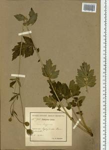 Geum aleppicum Jacq., Siberia, Baikal & Transbaikal region (S4) (Russia)