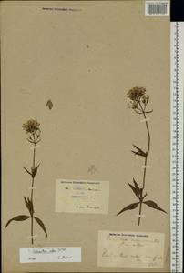 Centranthus ruber (L.) DC., Eastern Europe, North Ukrainian region (E11) (Ukraine)