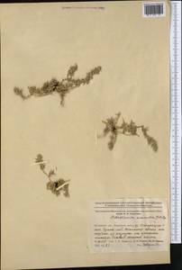 Petrosimonia monandra (Pall.) Bunge, Middle Asia, Northern & Central Kazakhstan (M10) (Kazakhstan)