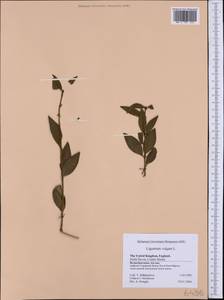 Ligustrum vulgare L., Western Europe (EUR) (United Kingdom)