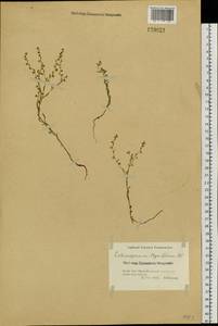 Hackelia thymifolia (A. DC.) I. M. Johnst., Siberia, Altai & Sayany Mountains (S2) (Russia)